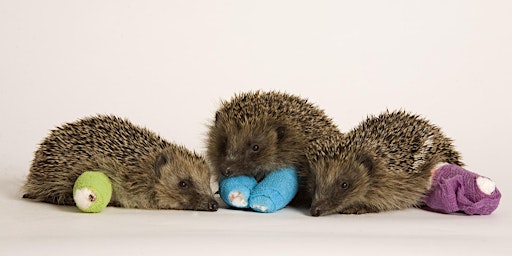 Hauptbild für Tiggywinkles Volunteer Open Day