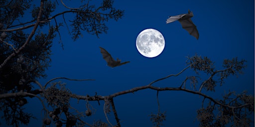 Bat watching, Paston Great Barn, National Nature Reserves Week 2024 primary image