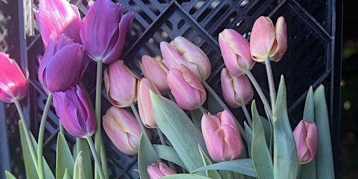 Imagen principal de Pick Your Own Tulips