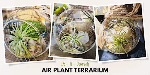 Imagem principal do evento Make Your Own Air Plant Terrarium at Greenology Terrarium Bar