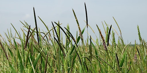 Blackgrass Open Day, 3 June 2024 primary image