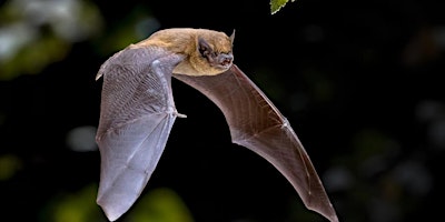 The Rising Sun Countryside Park Bat Walk primary image