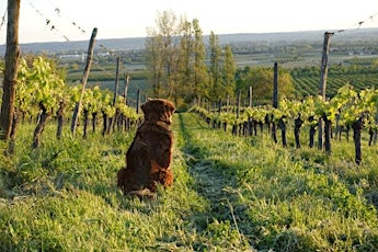 Wine Class - Old Dog, New Tricks primary image