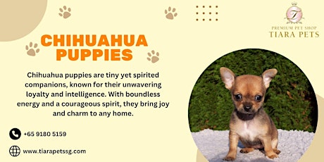 Chihuahua Puppies for Sale Singapore