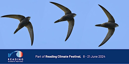 Scintillating Swifts primary image