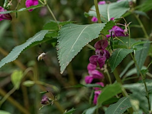 Balsam Bash (London Rivers Week)