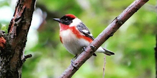 Spring Migration and Art at Independence Hall