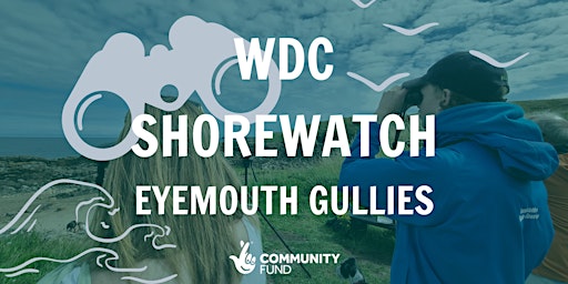 Primaire afbeelding van WDC Shorewatch - Eyemouth Gullies