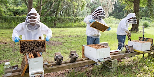 Primaire afbeelding van 9-18-2024   Beekeeping