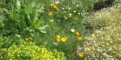 Hauptbild für Working with herbs in spring
