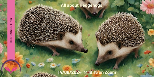 Imagem principal do evento All about Hedgehogs - Popeth am Ddraenogod