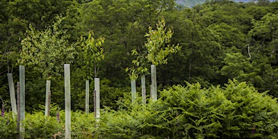 Trees, Woodland and Forestry in Yorkshire primary image
