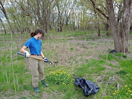 Invasive Species Education & Removal: Lesser Celandine  primärbild