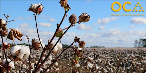 Scaling Organic Cotton In Türkiye | OCA Regional Stakeholder Event primary image