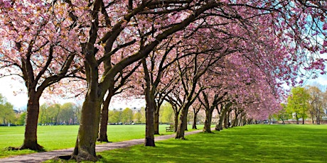 WellMed Picnic in the Meadows