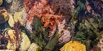 Seaweed Haiku Workshop for children (booking not required) primary image