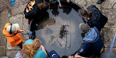 All Day Mobile Rock Pool (booking not required) primary image