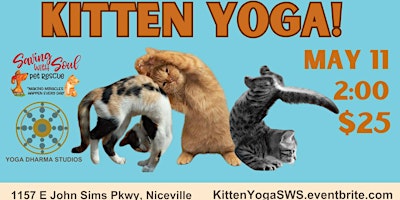 Imagem principal do evento Kitten Yoga by Saving With Soul Pet Rescue