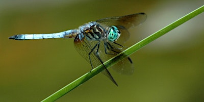 Primaire afbeelding van Growing Up Wild: Dragonflies & Damselflies