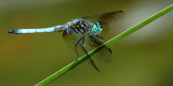Growing Up Wild: Dragonflies & Damselflies