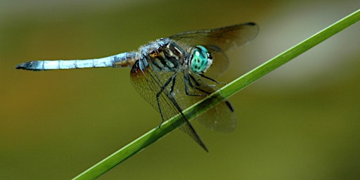 Growing Up Wild: Dragonflies & Damselflies primary image