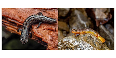 Imagen principal de Ecology Tap Talk: Salamanders!