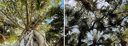 Imagem da coleção para Arbor Day at The Bay