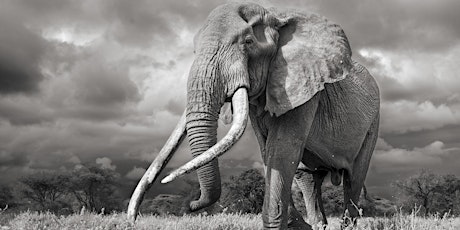 Wildlife Photography - GIANTS - Photographing Big Tuskers And Other Elephants by Johan Siggesson