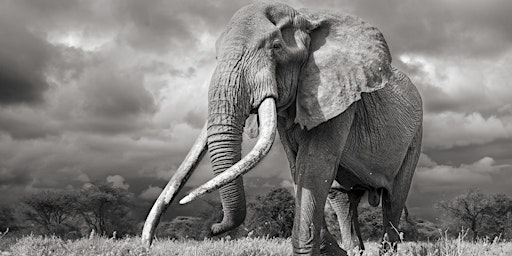 Primaire afbeelding van Wildlife Photography - GIANTS - Photographing Big Tuskers And Other Elephants by Johan Siggesson