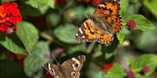 Image principale de Gardening for Pollinators