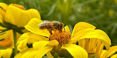Image principale de Expedition LA: Creating Pollinator Habitats with California Native Plants
