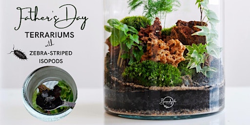 Father's Day Terrariums &  Zebra-striped Isopods primary image