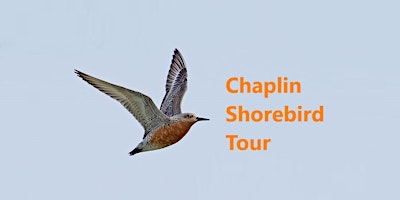 Imagem principal do evento Chaplin Shorebirds Tour