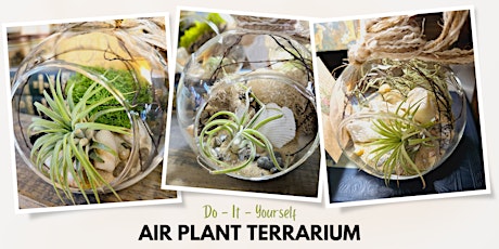 Make Your Own Air Plant Terrarium at Greenology Terrarium Bar