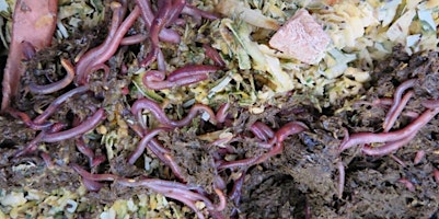 Image principale de Worm Farming Workshop