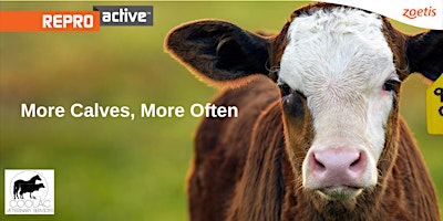 Primaire afbeelding van ReproActive Goulburn - More Calves, More Often
