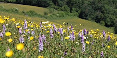 Hay Meadow Management primary image