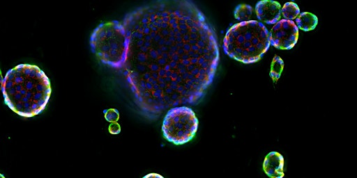 Imagem principal do evento RNAscope™: Advancing Beyond Single-Cell Multi-Omic Strategies.