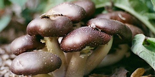 Mushroom Growing Workshop primary image