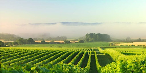 Image principale de Wines of the World: Piedmont