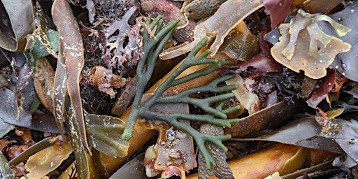 Imagem principal de Communal Seaweed Artwork Session on Marazion Beach (booking not required)