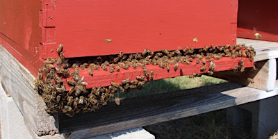 Primaire afbeelding van Beekeeping 101