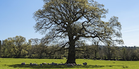 Potential Role of Trees on a Dartmoor Farm