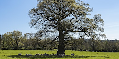 Immagine principale di Potential Role of Trees on a Dartmoor Farm 