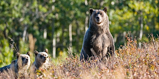 Imagem principal do evento Bear Tracking and Ecology Hike