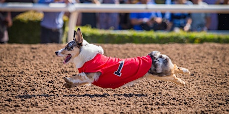 Summer Corgi Nationals