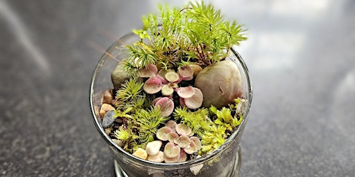 Primaire afbeelding van Miniature Terrarium Workshop: Ten Broeck Mansion Garden Program