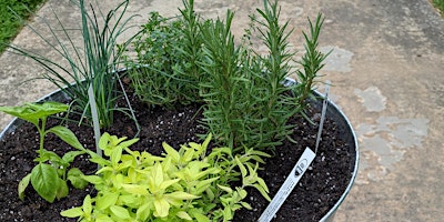 Hauptbild für BYOP (Bring Your Own Pot) - Pizza Herbs with The Patio Farmer