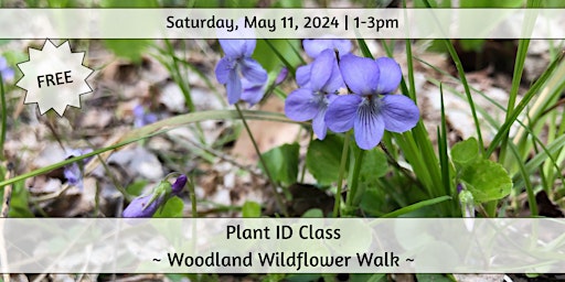 Primaire afbeelding van Plant ID Class: Woodland Wildflower Walk