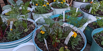 BYOP (Bring Your Own Pot) - Grow Food at Home with The Patio Farmer primary image